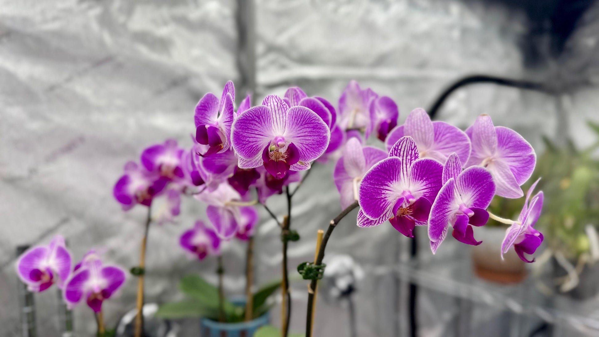 Phalaenopsis Dragon Tree Paradise In Bud/Bloom