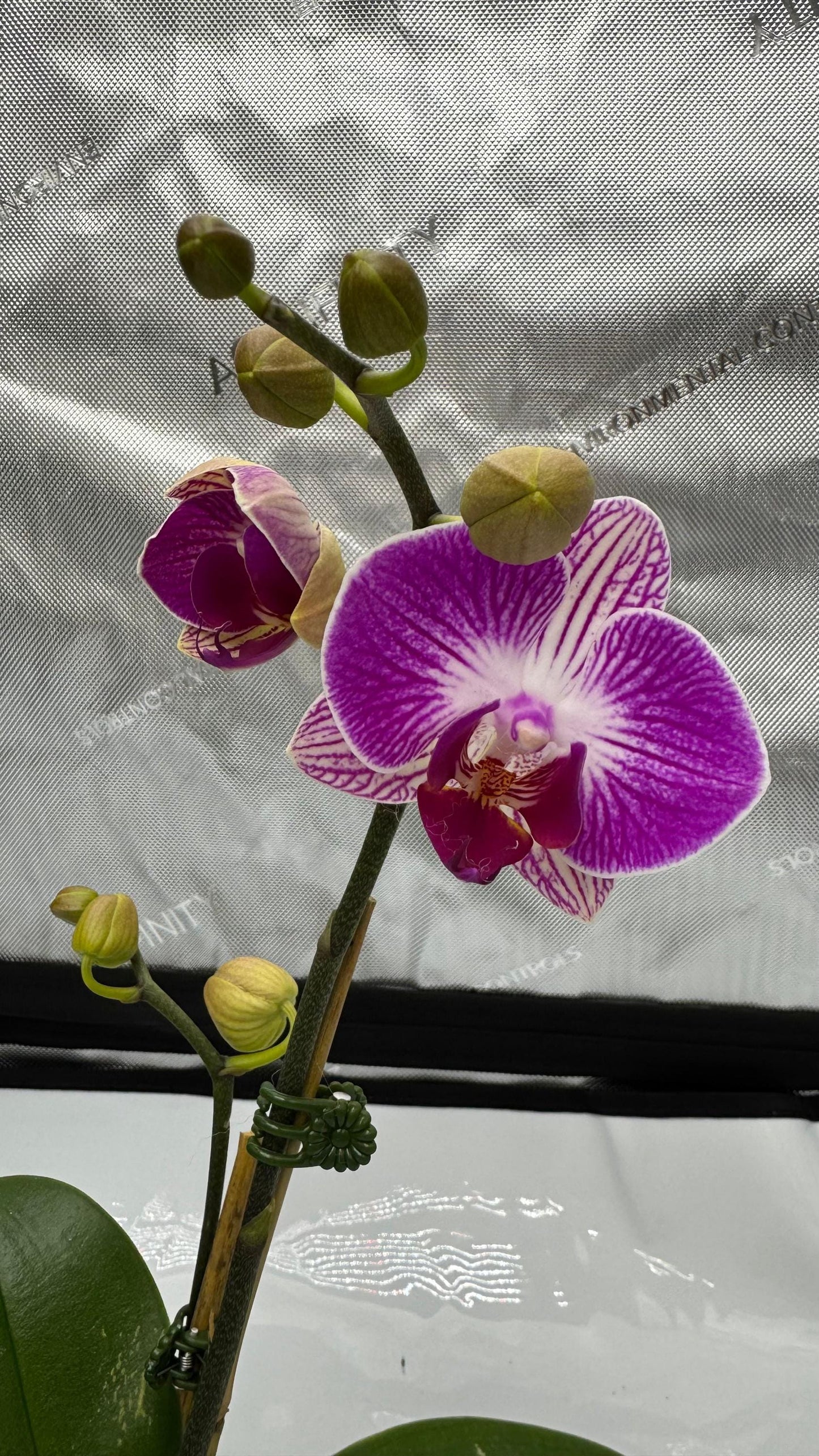 Phalaenopsis Dragon Tree Paradise In Bud/Bloom